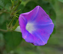 Image of whiteedge morning-glory