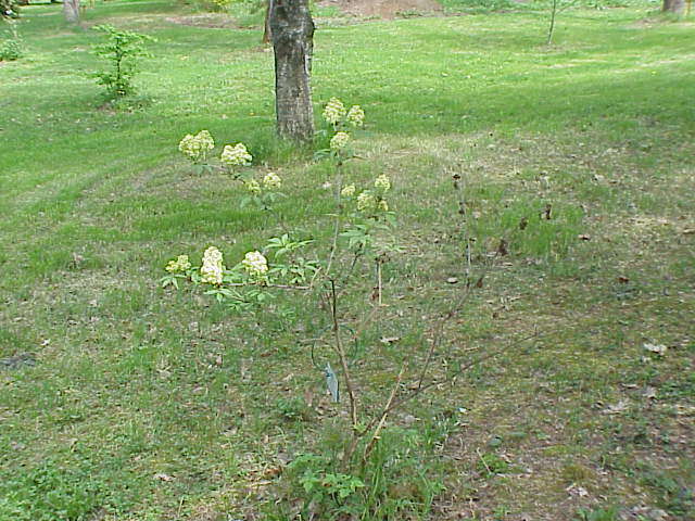 Imagem de Sambucus racemosa L.