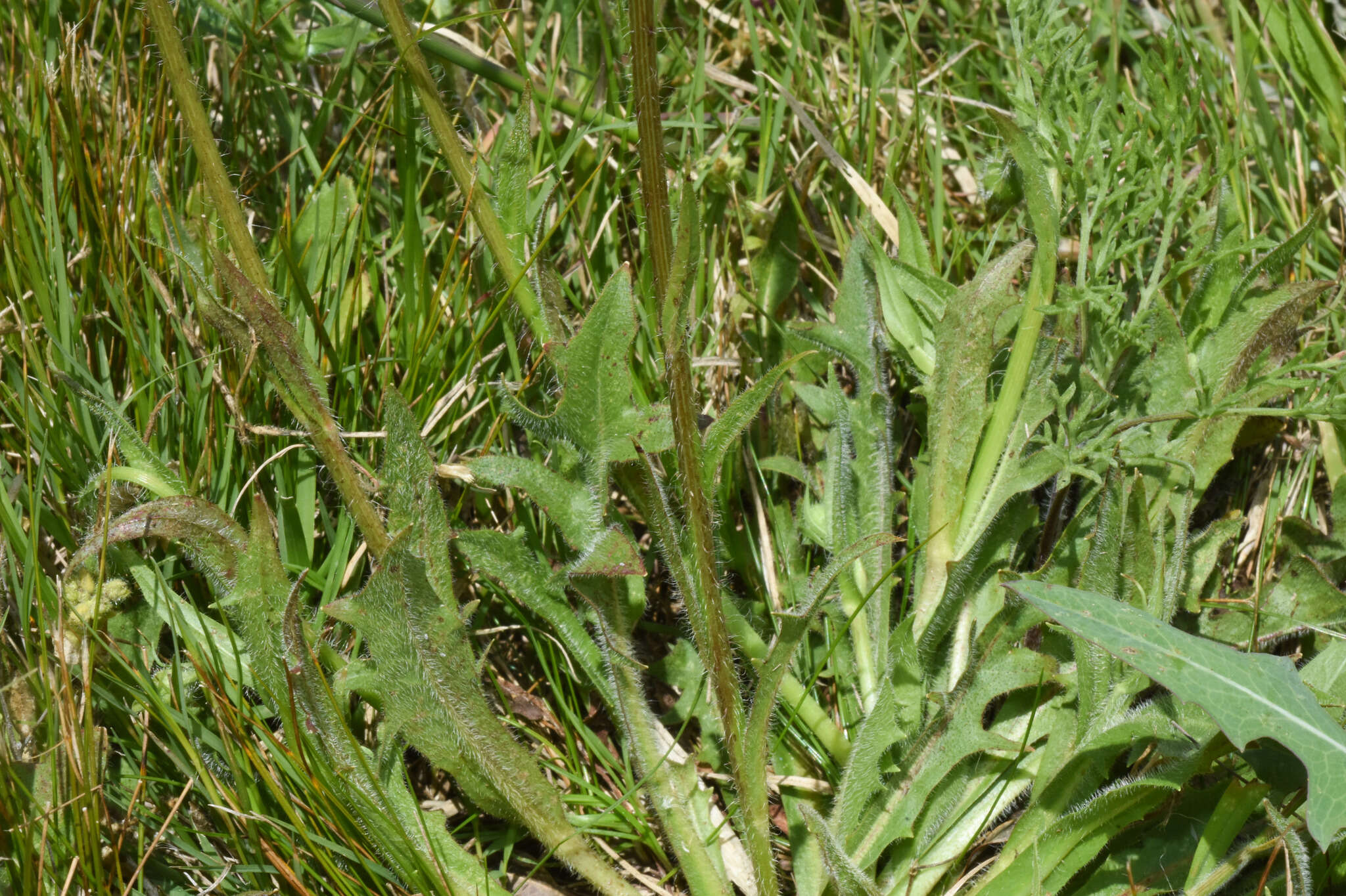 Image of Hypochaeris megapotamica Cabrera