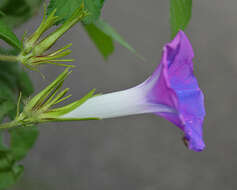 Image of whiteedge morning-glory