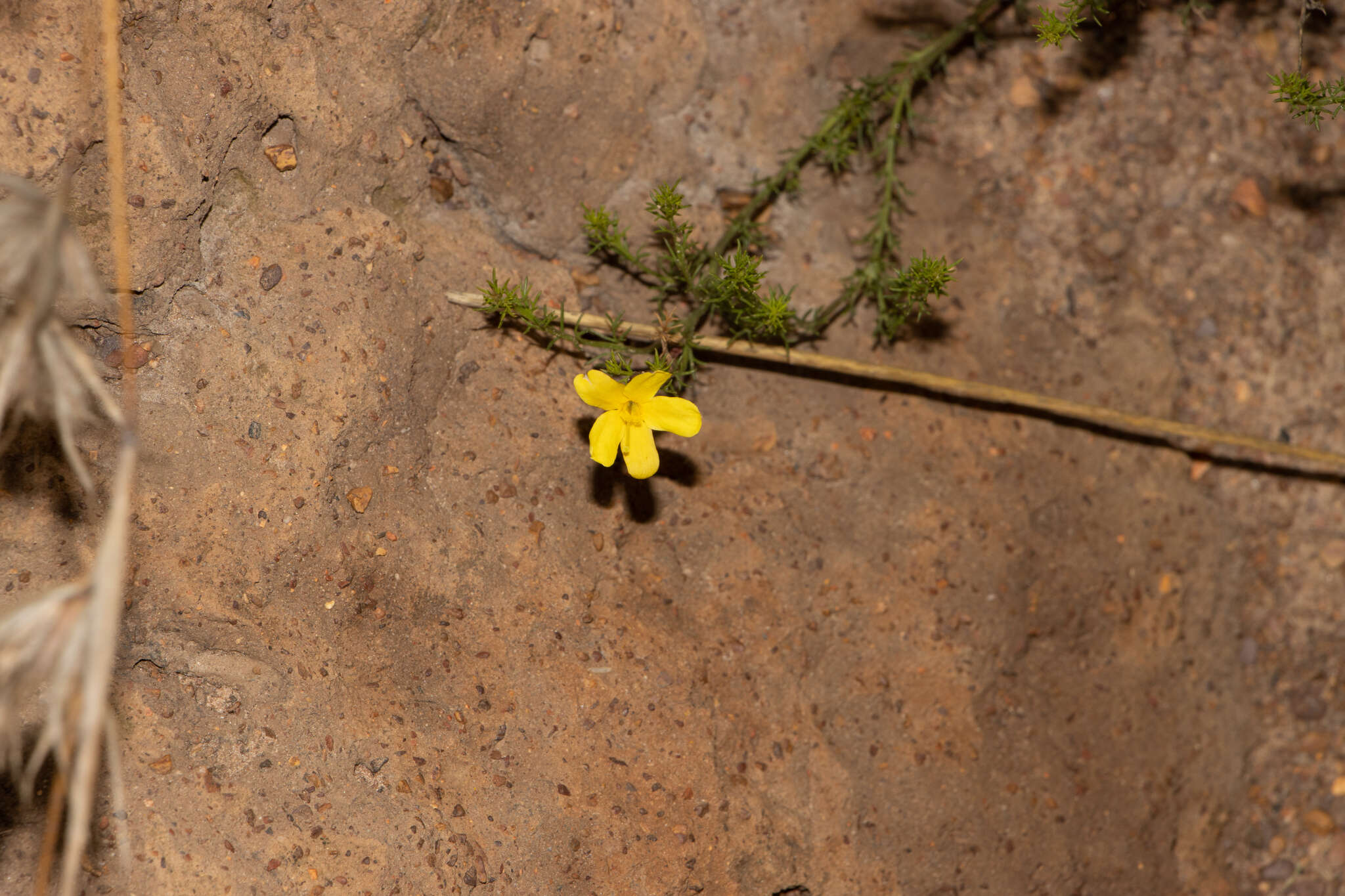 Image of Menodora africana Hook.