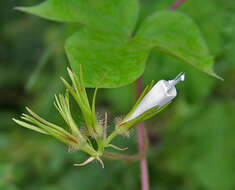 Image of whiteedge morning-glory