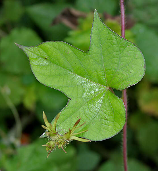 Image of whiteedge morning-glory