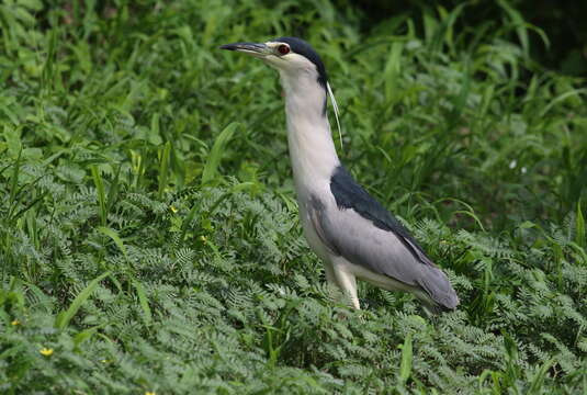 Image of Night Herons