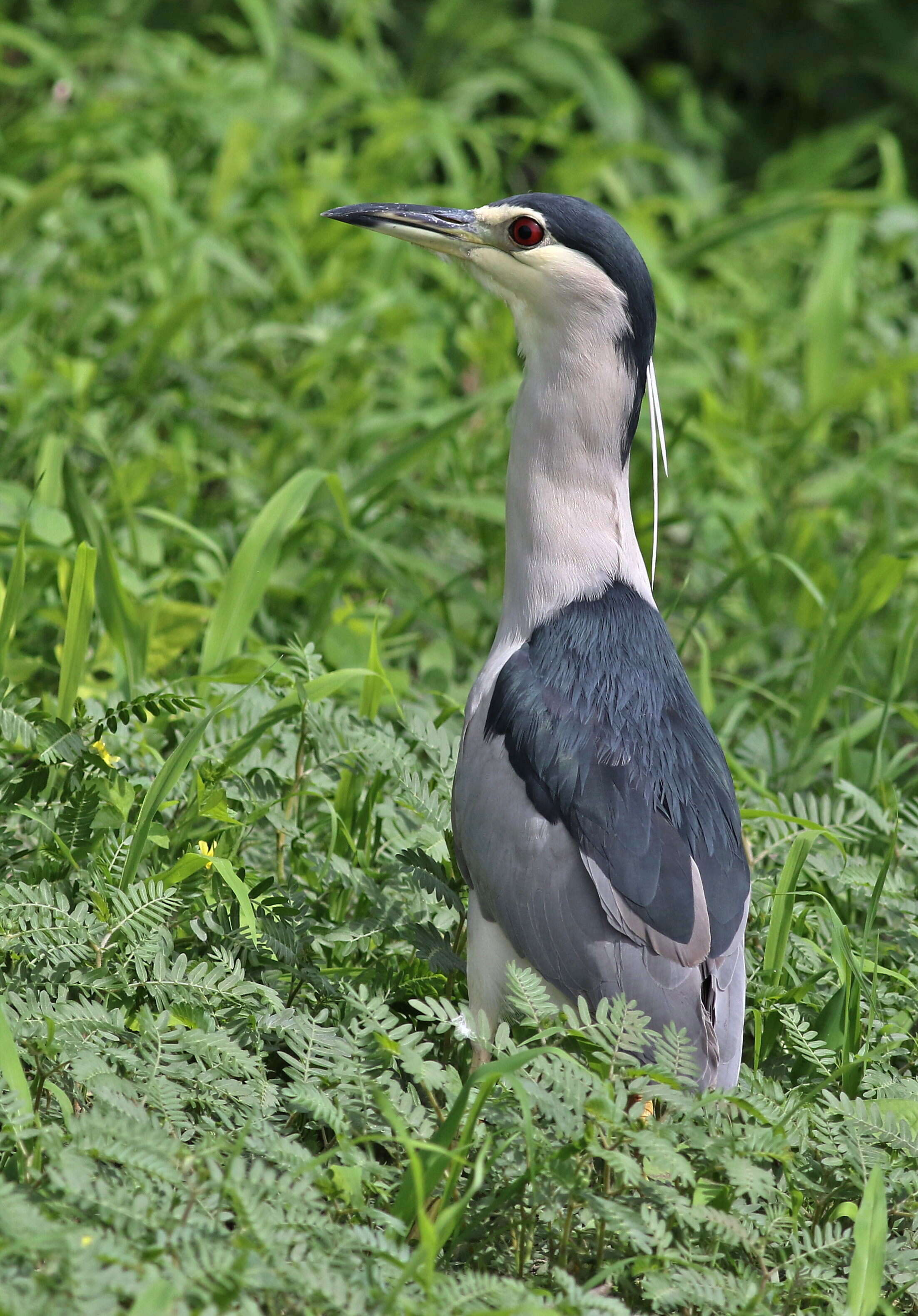 Image of Night Herons