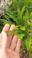 Image de Calliandra virgata Benth.