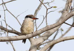 Image of Striped Kingfisher