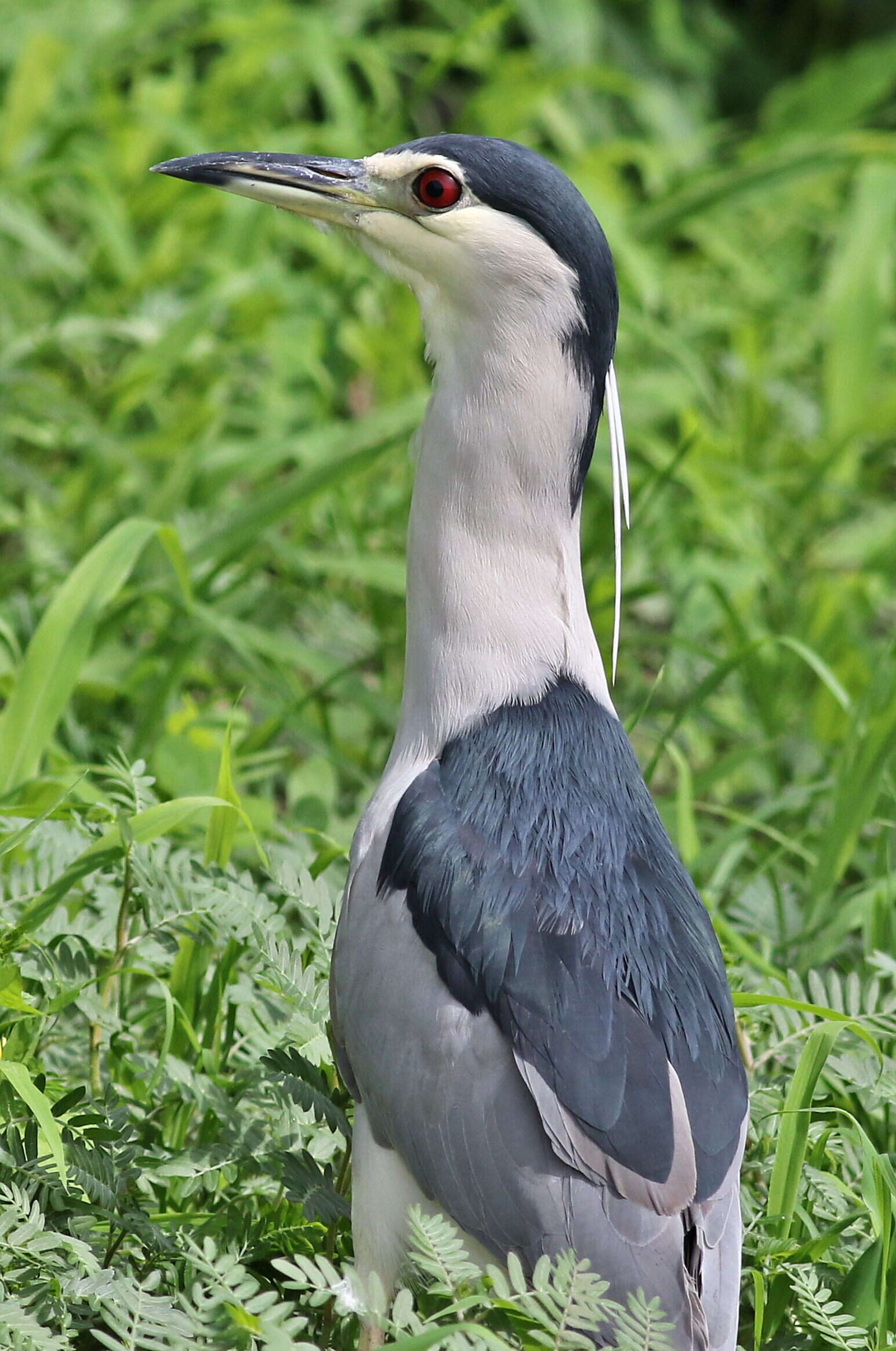 Image of Night Herons