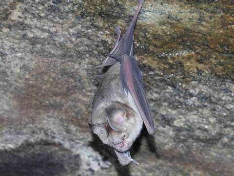 Image of Hipposideros speoris (Schneider ex Schreber 1800)