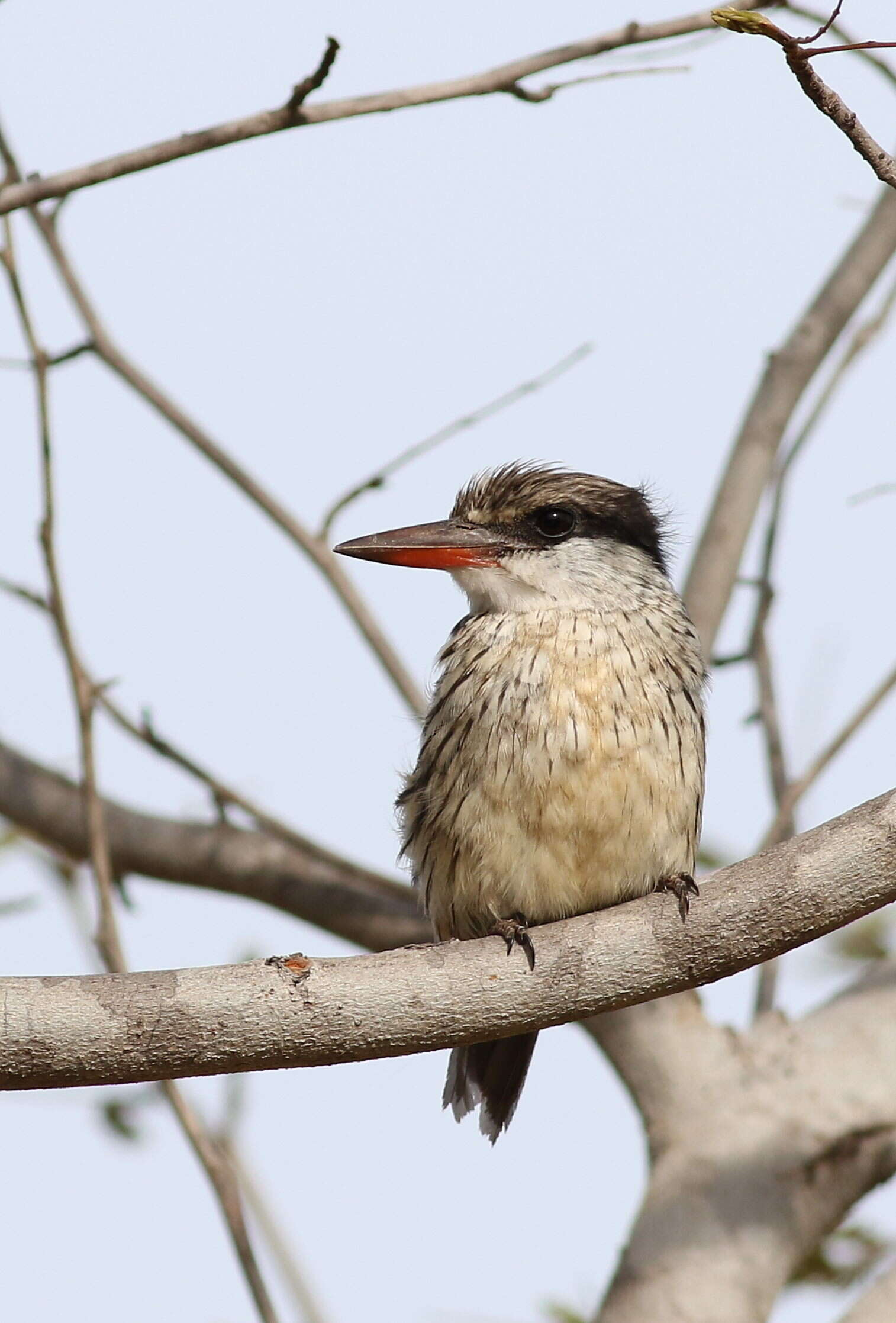 Image of Striped Kingfisher