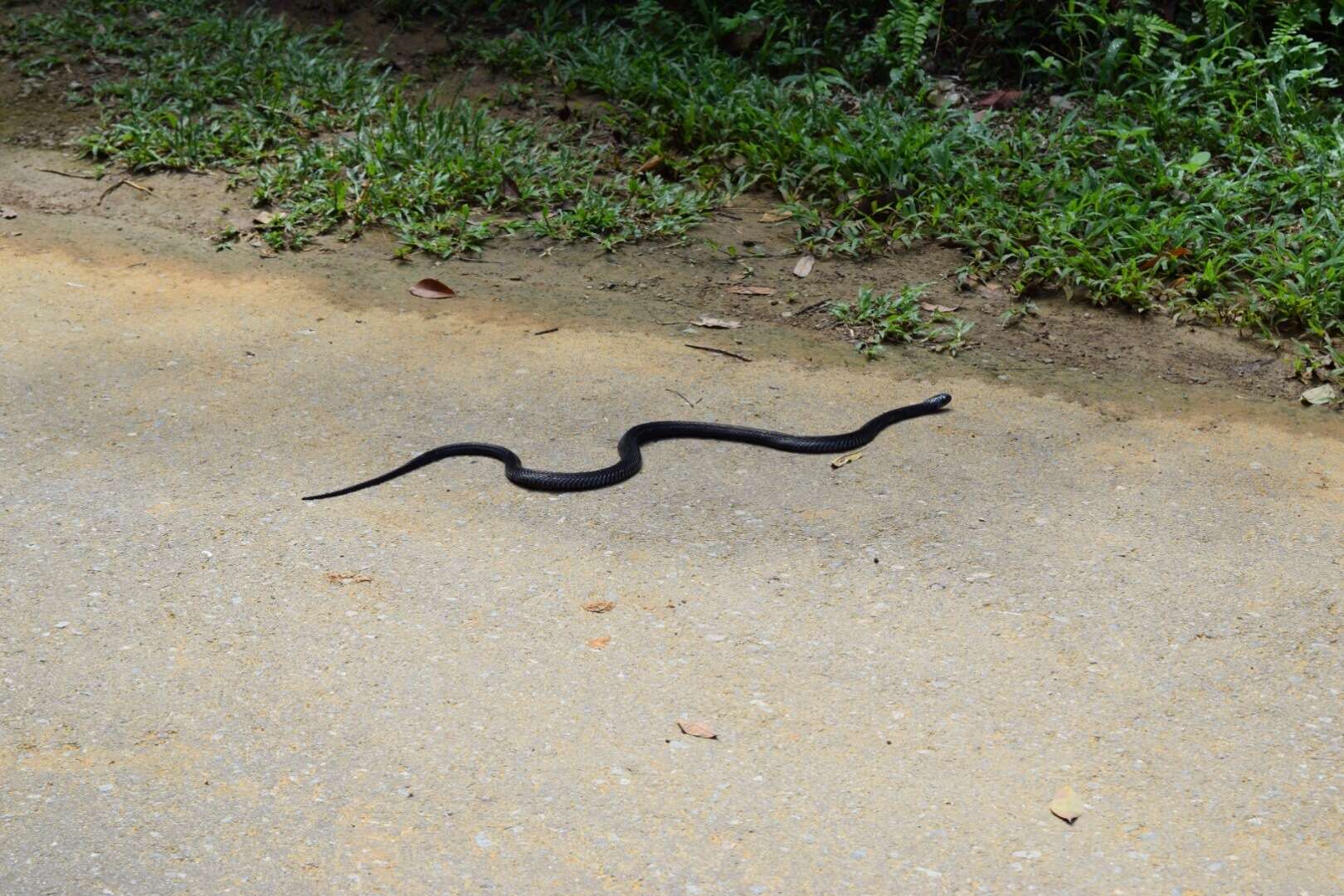 Image of Golden Spitting Cobra