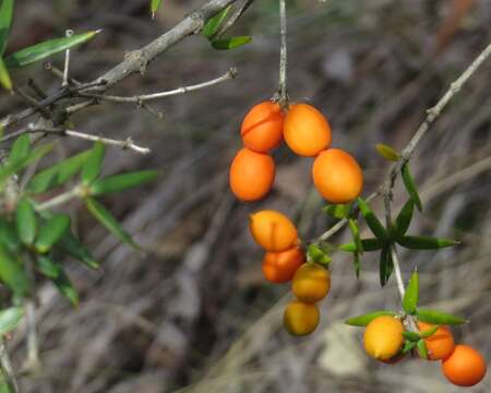 Image of Alyxia ruscifolia R. Br.