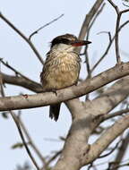 Image of Striped Kingfisher