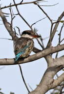 Image of Striped Kingfisher