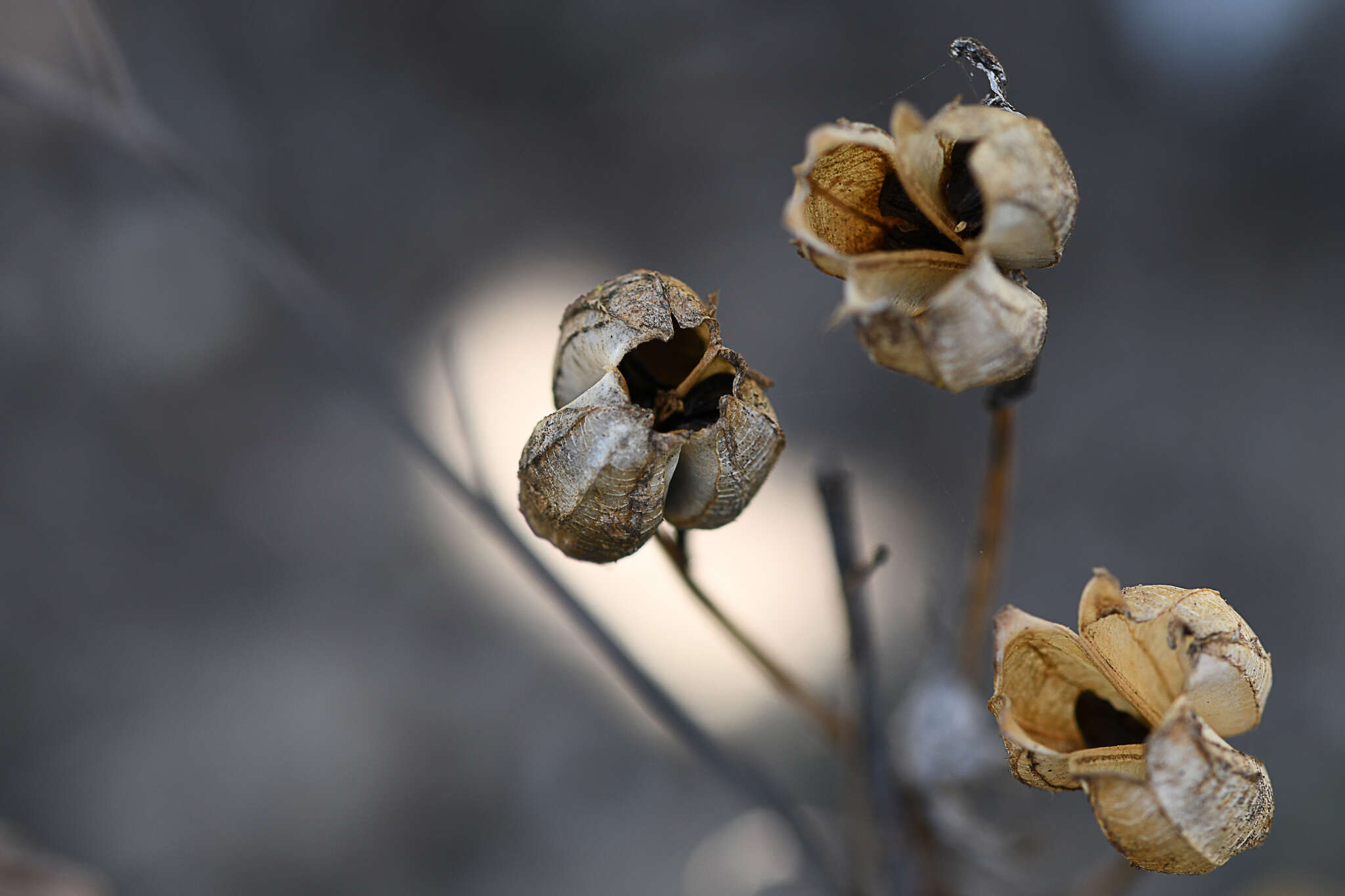 Image of Bulbine favosa (Thunb.) Schult. & Schult. fil.