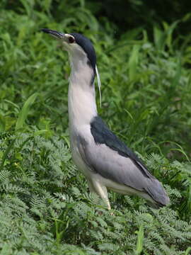 Image of Night Herons