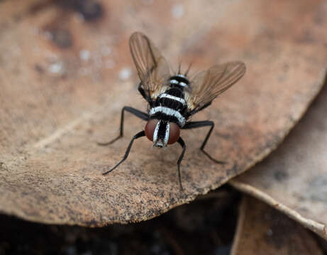 Image of Trigonospila cingulata (Macquart 1851)