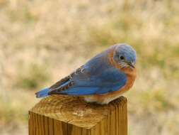 Image of Eastern Bluebird