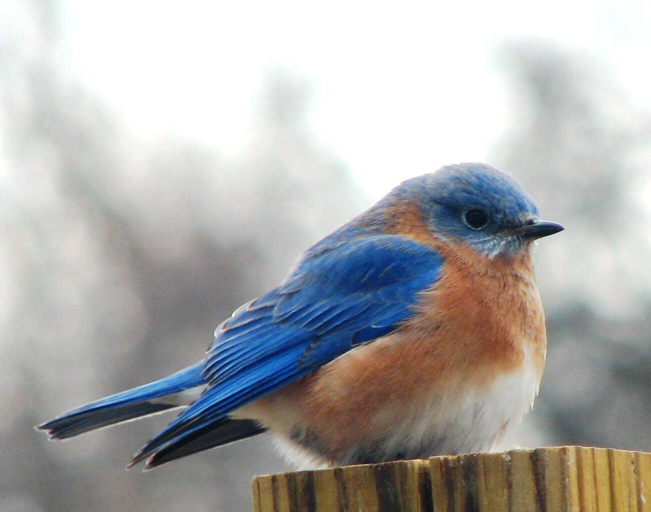 Image of Eastern Bluebird