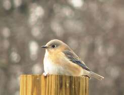 Image of Eastern Bluebird