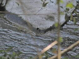 Image of Little Forktail