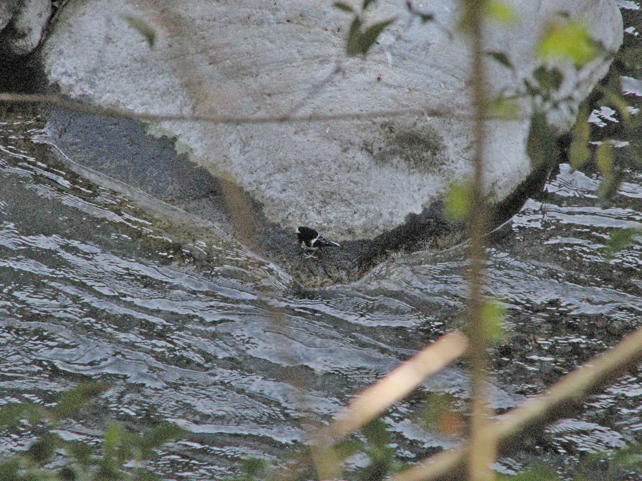 Image of Little Forktail