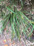 Image of Libertia sessiliflora (Poepp.) Skottsb.