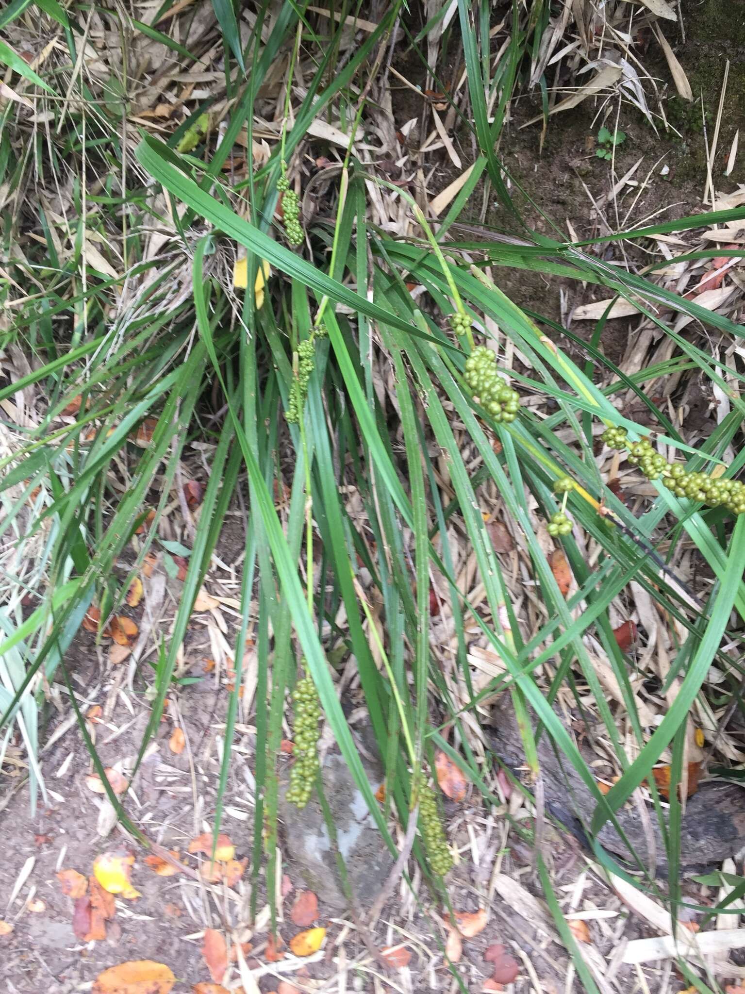 Image of Libertia sessiliflora (Poepp.) Skottsb.