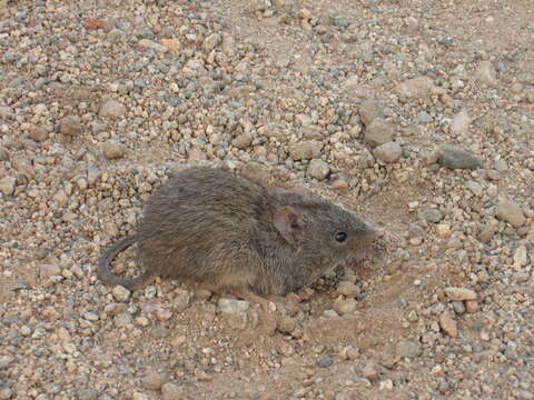 Image of Olive Grass Mouse