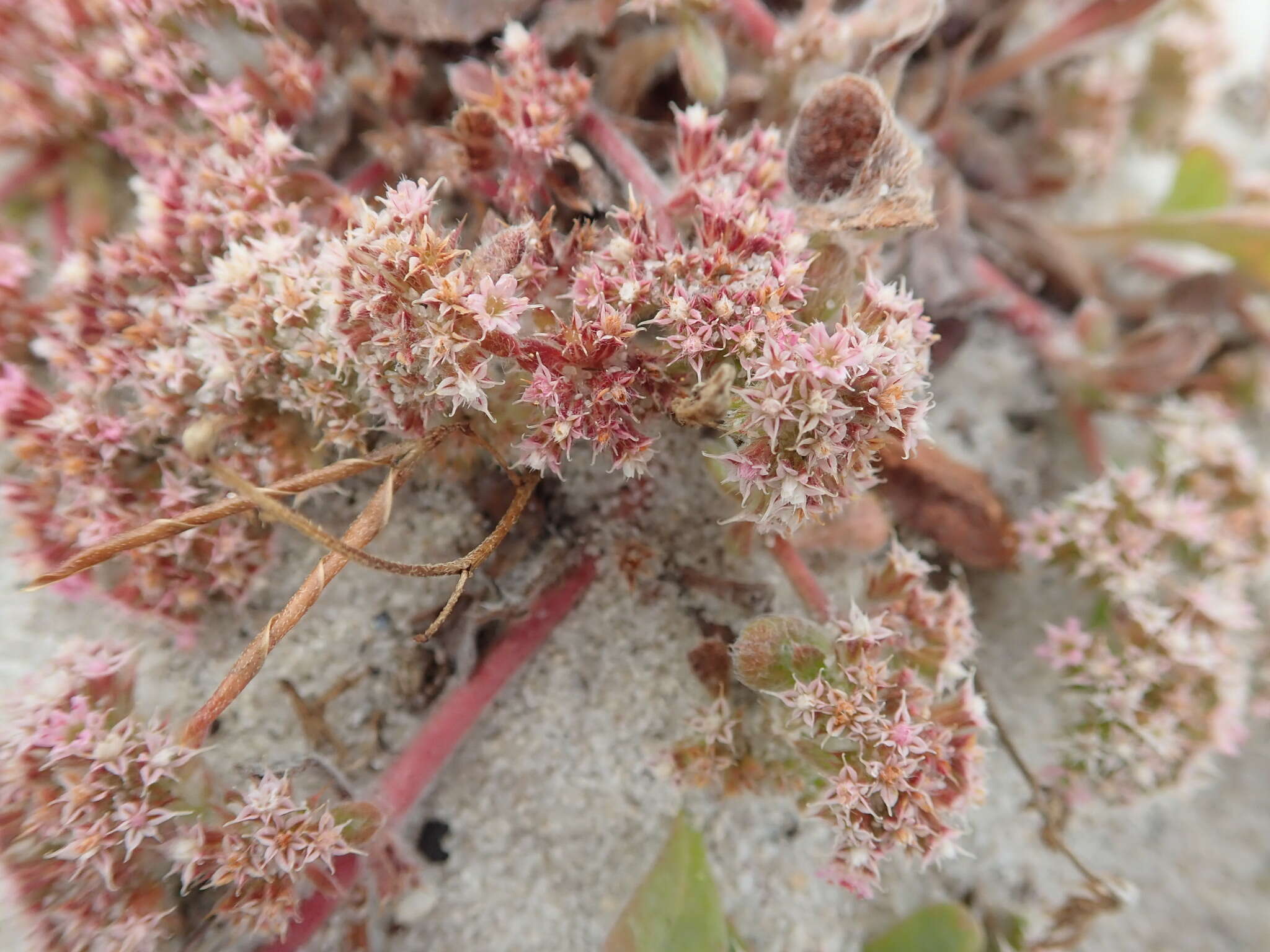 Image of Monterey spineflower