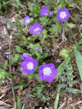 Image of sand phacelia