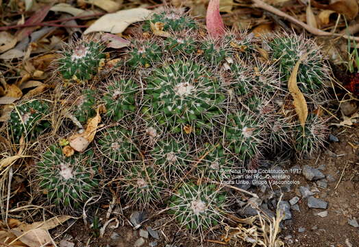 Image of Mammillaria compressa subsp. compressa