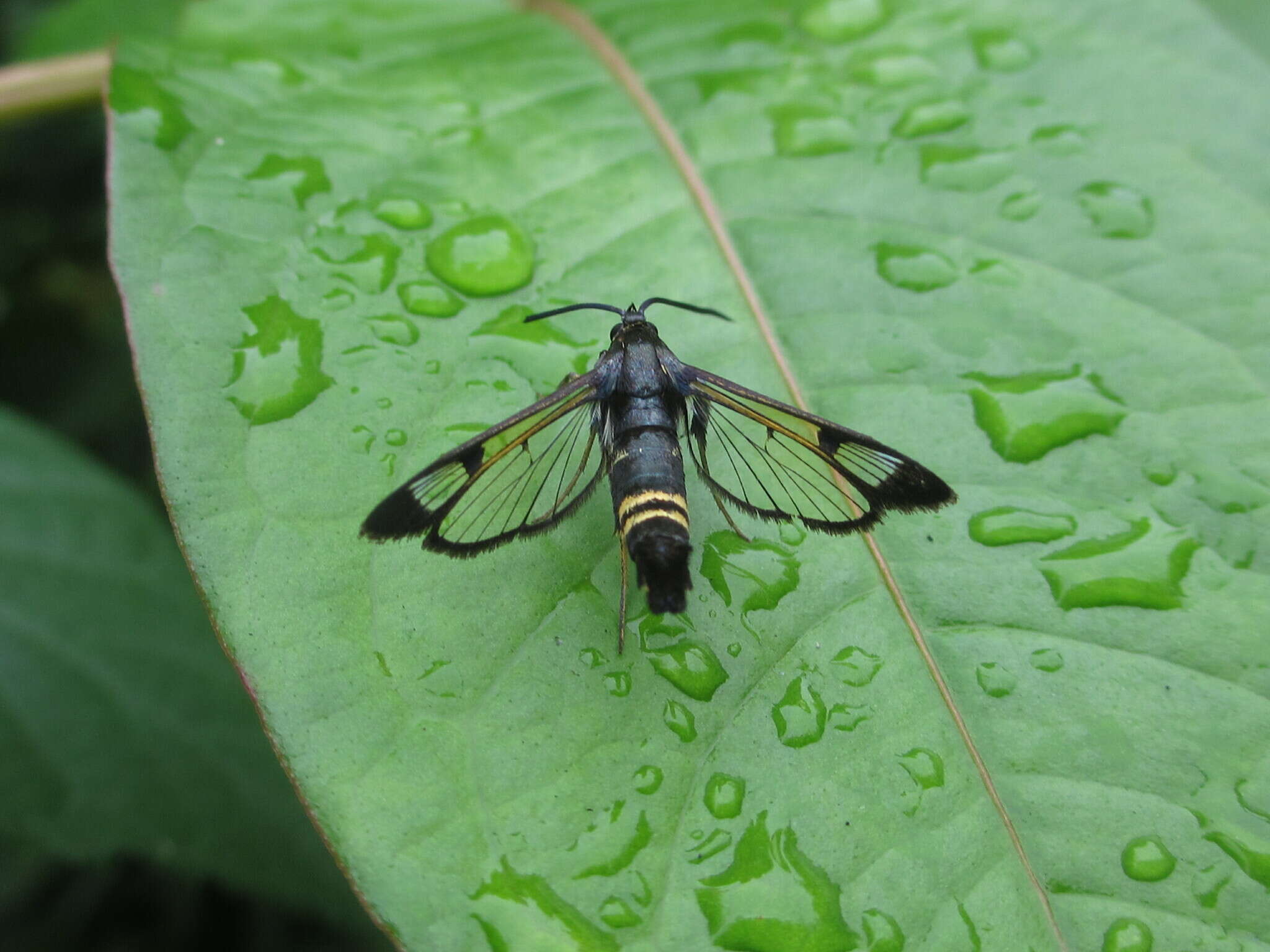 Image of cherry tree borer