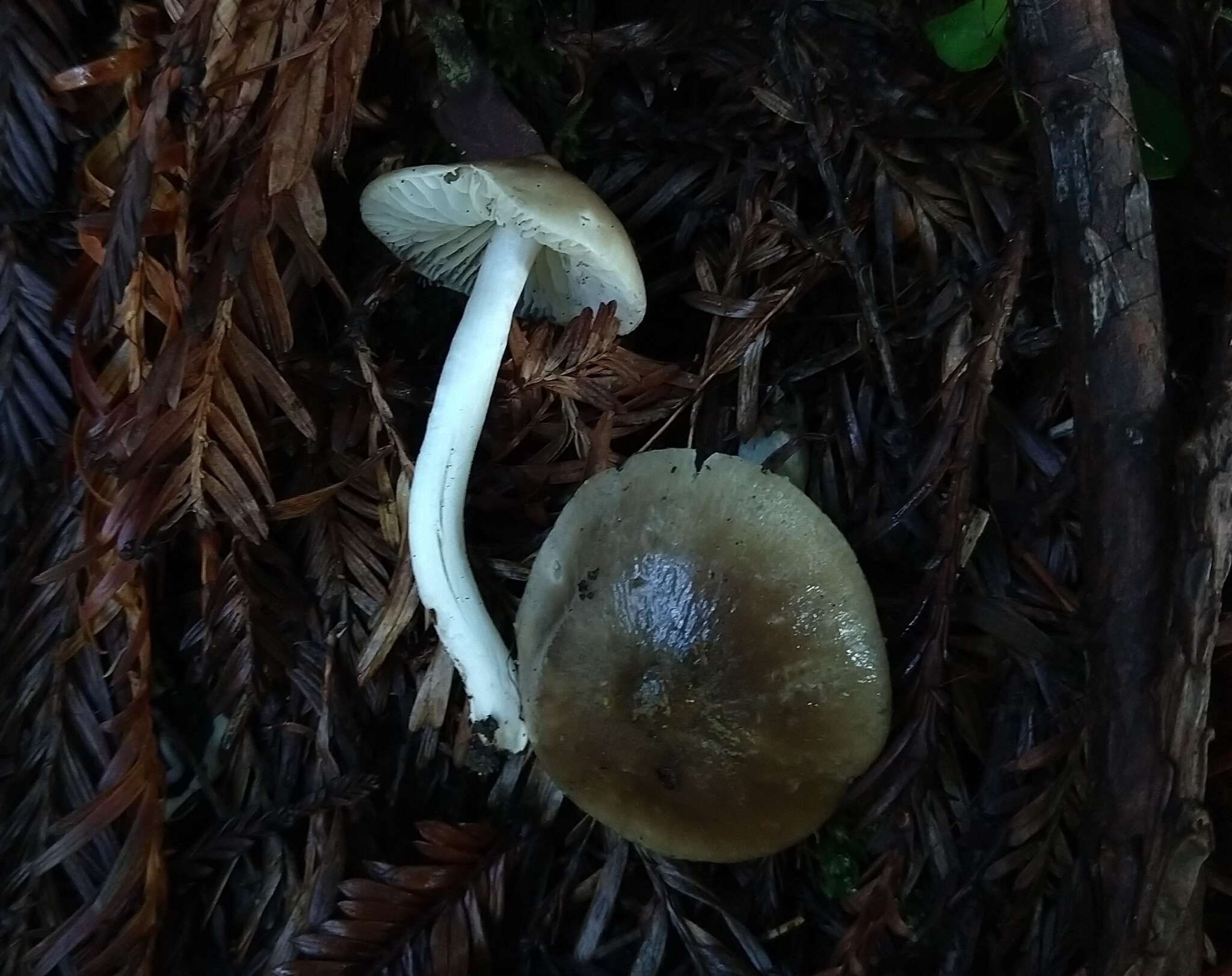 Image de Cuphophyllus fornicatus (Fr.) Lodge, Padamsee & Vizzini 2013