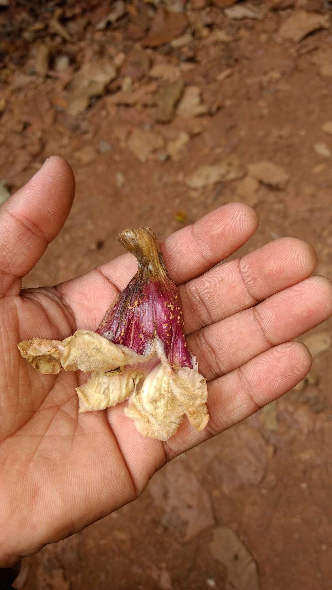 Imagem de Pajanelia longifolia (Willd.) K. Schum.