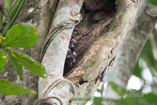 Image of Panamanian Night Monkey