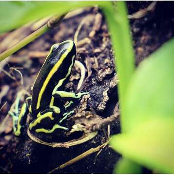 Image of Yellow-striped Poison Frog