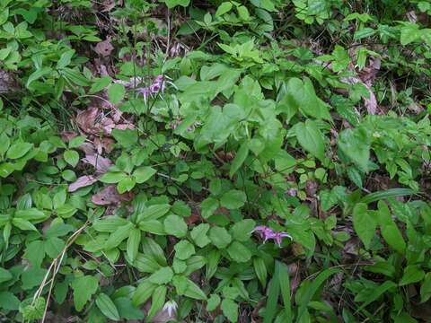 Image of <i>Epimedium grandiflorum</i> var. <i>thunbergianum</i>