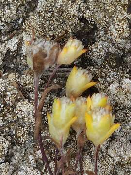 Слика од Angianthus preissianus (Steetz) Benth.