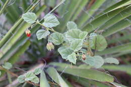 Image of Texas burstwort