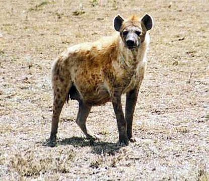 Image of Spotted Hyaenas