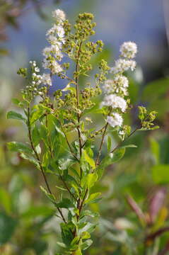 Sivun Spiraea alba var. alba kuva