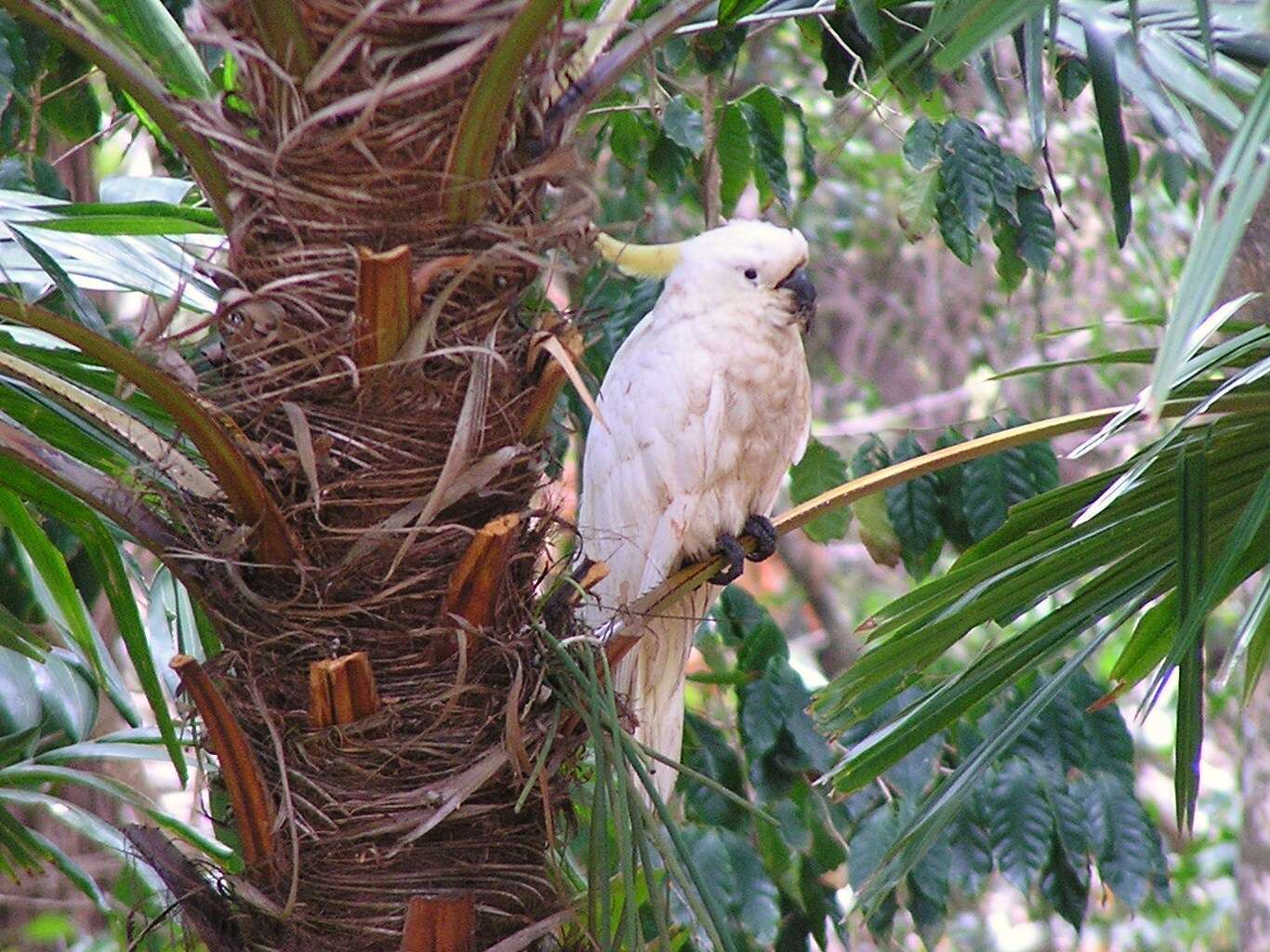 Image of Sulphur-crested Cockatoo