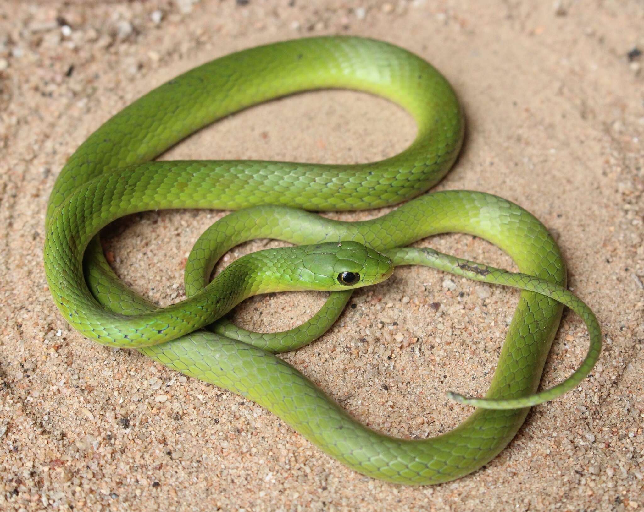 Image of Green Water Snake