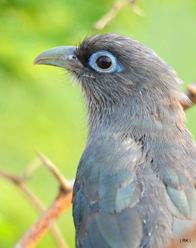 Image of Blue-faced Malkoha