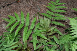 Imagem de Pteris khasiana subsp. fauriei (Hieron.) Fraser-Jenk.