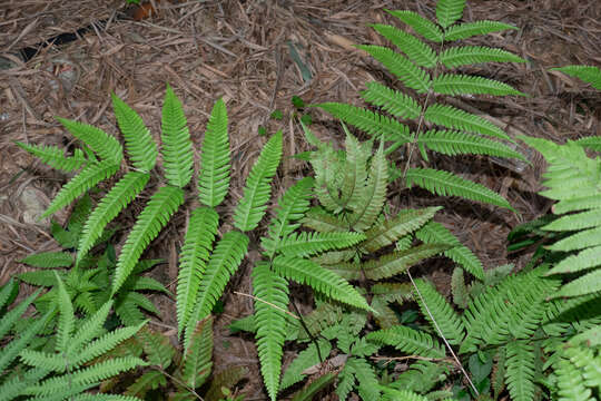 Image of Pteris khasiana subsp. fauriei (Hieron.) Fraser-Jenk.