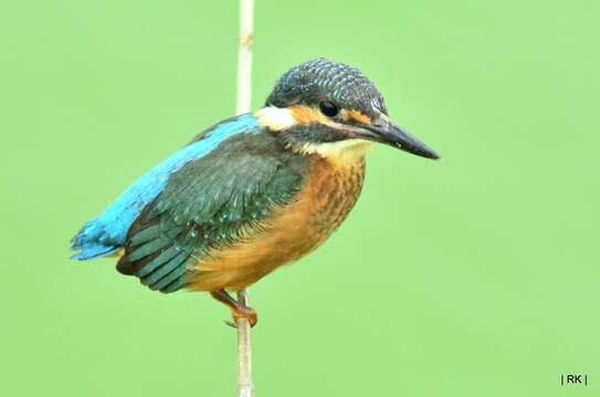 Image of Common Kingfisher