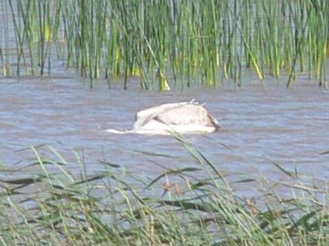 Image of Pink-backed Pelican