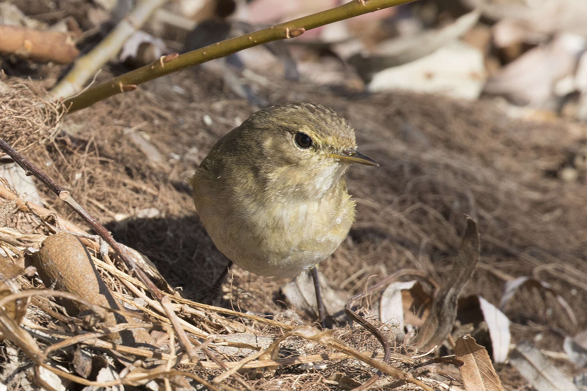 Image of Willow Warbler